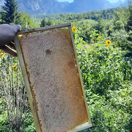 Oda ve Kahvaltı Hyrmet Demushi