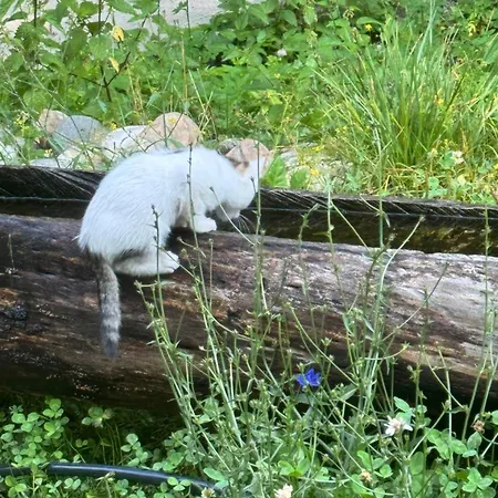 فندق مبيت وإفطار Hyrmet Demushi