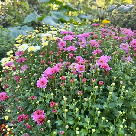 فندق مبيت وإفطار Hyrmet Demushi فالبني