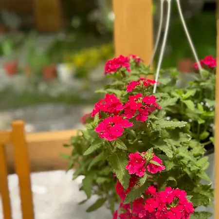 Hyrmet Demushi Bed & Breakfast *