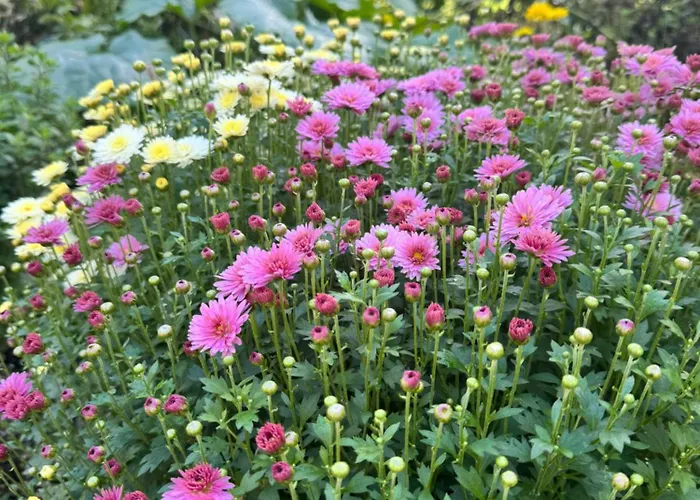 住宿加早餐酒店 Hyrmet Demushi 瓦勒博内